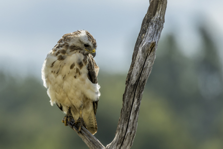 Buizerd vind poseren wel aardig .