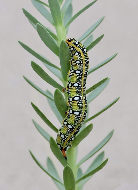 Rups van de Wolfsmelkpijlstaart 