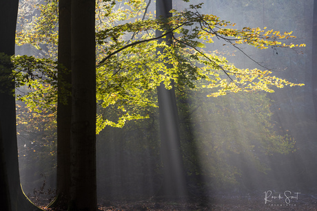 Het regent zonnestralen