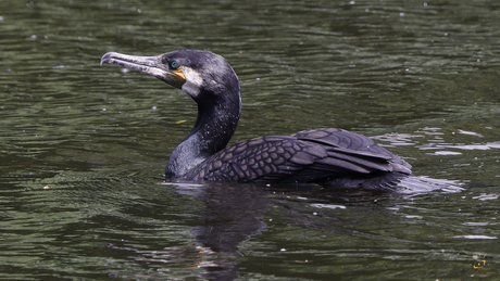 Aalscholver