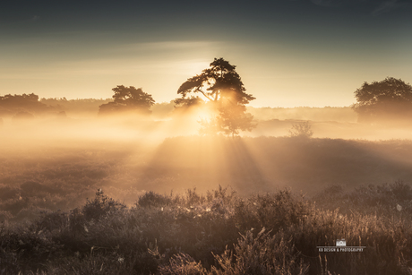 Op de heide bij zonsopkomst