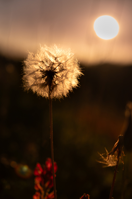 Dreaming