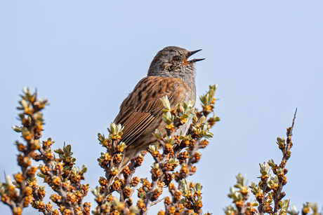 Heggenmus