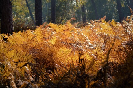 Gouden varen in het bos