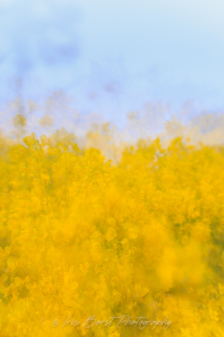 Mellow yellow multiple exposure