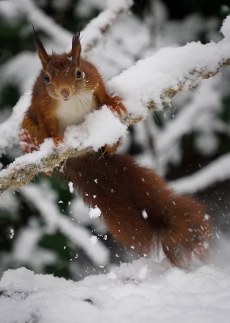 Eekhoorntje in aktie