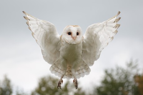 Kerkuil, net een engel