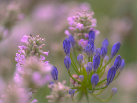 Agapanthus…