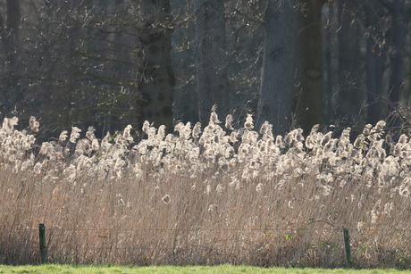 wandelen in eigen mogeving