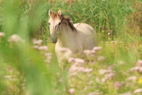 Wild paard in Oostvaardersplassen