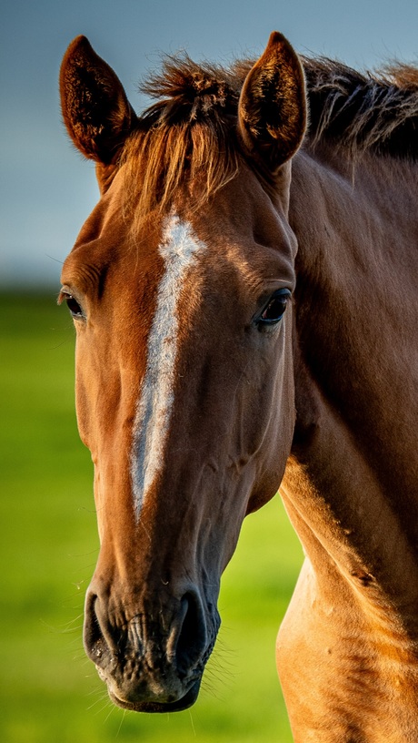 Portret van een Paard