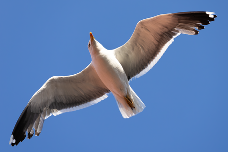 Meeuw komt even boven de tuin kijken of er wat te eten overblijft....