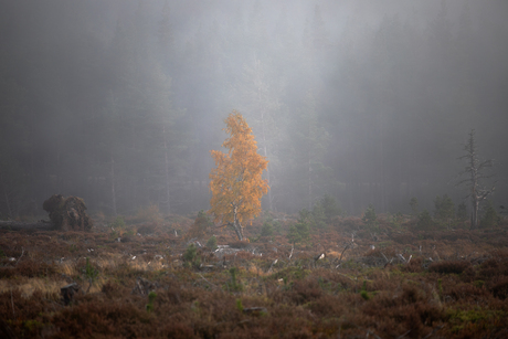 Cairngorms National Park, Schotland