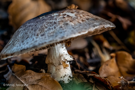 Paddenstoel bewoners