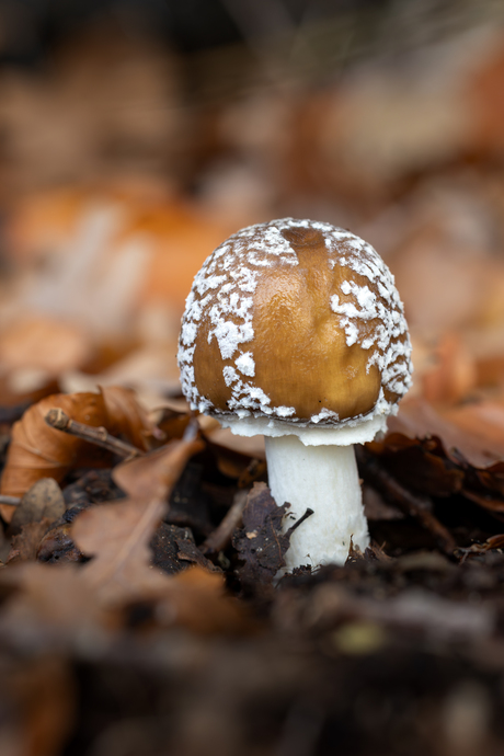 Herfstlicht op een paddenstoel 