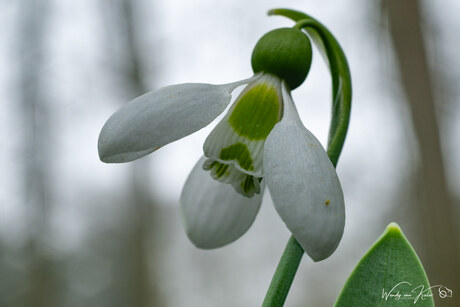 Sneeuwklokje