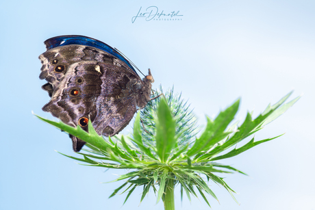 Oostelijke Blauwe Schoonheid