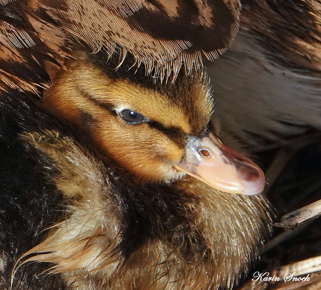 "Onder moeders veren...."