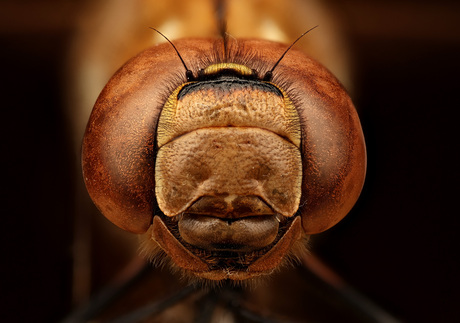 portret van een libelle