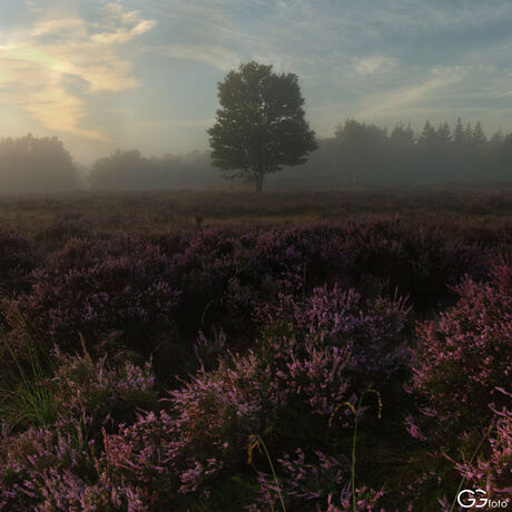 Genietend van de bloeiende heide