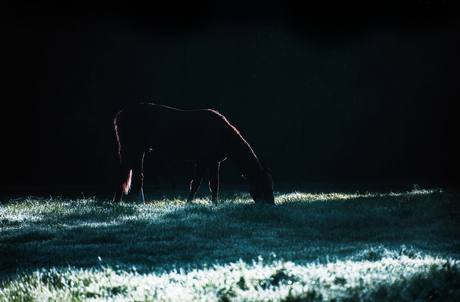 Verlicht Silhouet