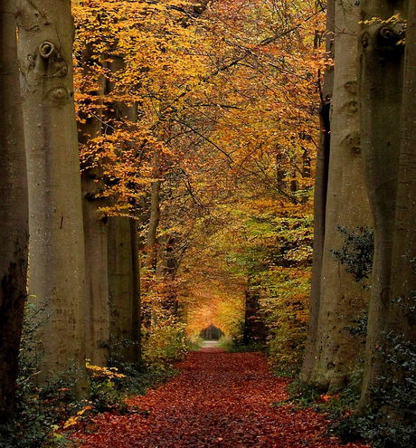 Dans les bois de Beetsterzwaag.