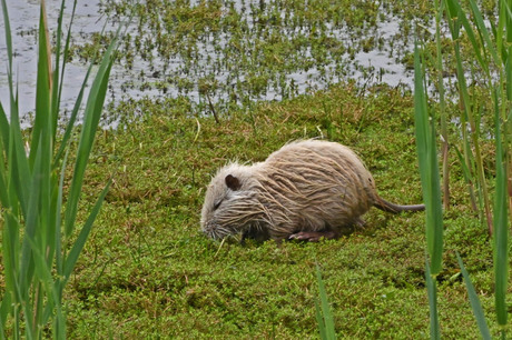 Bever