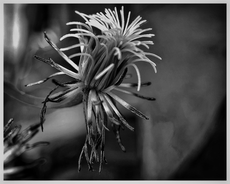Distel in zwart-wit 