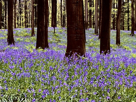 Hallerbos