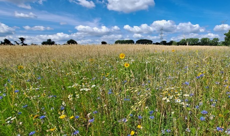 Zomerweide