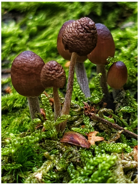 Streepsteelmycena 