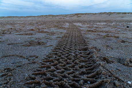 Avond wandeling Strand spoorzoeken