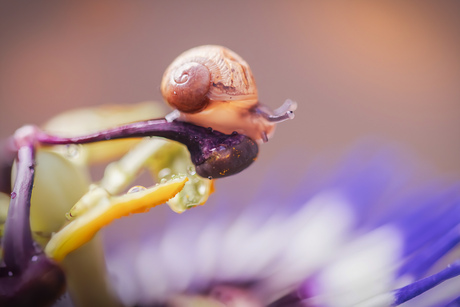 Nog een ieniemienieslakje 