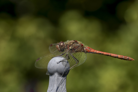 Libel in tuin