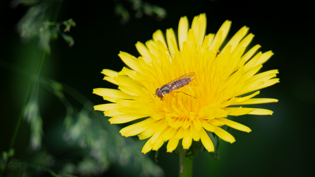 Zweefvlieg op een paardenbloem