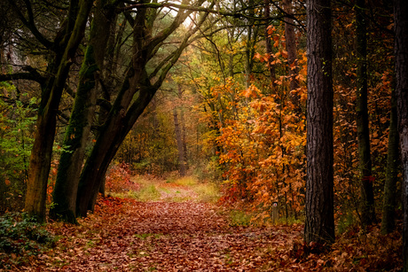 De mooie kleurrijke herfst!🍂🍁