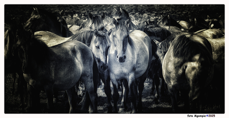 Wilde paarden