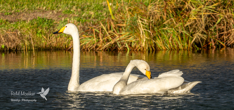 De wilde zwanen.