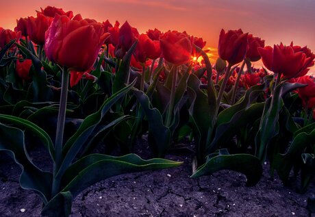 Ochtend zon tussen de tulpenveld