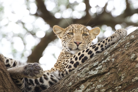 Lazy Leopard (lui luipaard)
