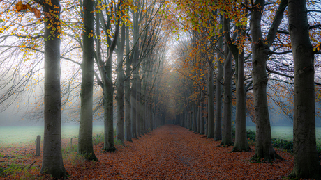 Opkomende herfst zon in de nevel