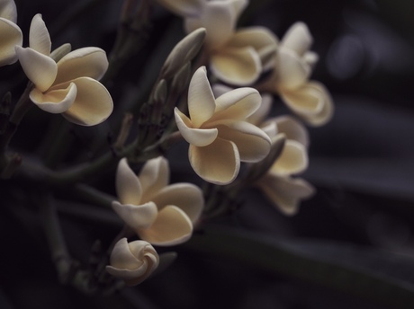 Plumeria alba 