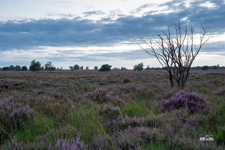 Heide Ermelo