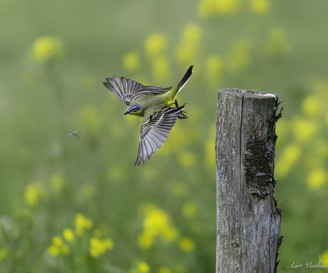 gele kwikstaart vangt vlieg