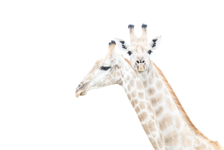 Zeg maar nee dan krijg je er twee