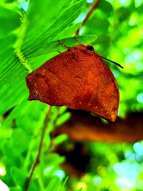 Anaea aidea