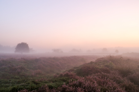 De heide bloeit.