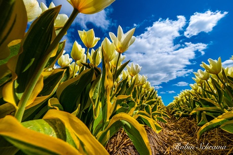 White tulip field 