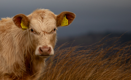 Koe in de Yorkshire Dales National Park