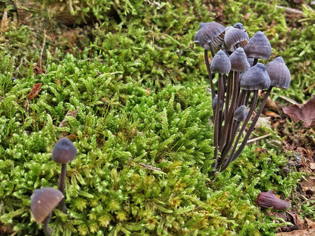 Zwarte melksteelmycena.